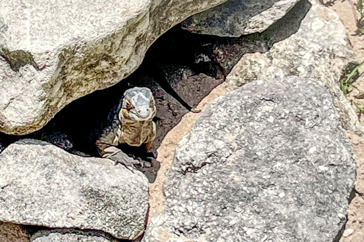 Rare Rock Iguana on San Salvador